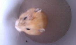 仓鼠皮肤爆料最新,最新爆料揭示其独特结构与功能